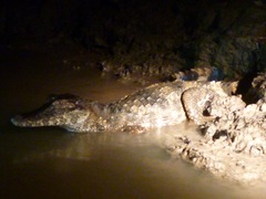 Paleosuchus trigonatus