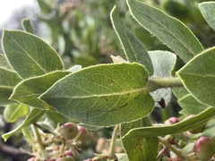 Arctostaphylos montaraensis, photograph (c) Cricket Raspet, some rights reserved (CC BY)