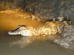 Paleosuchus trigonatus