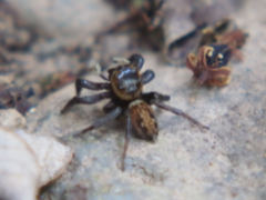 Hasarius adansoni