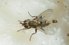 Calyptratae