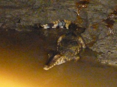 Paleosuchus trigonatus