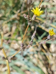Lactuca saligna