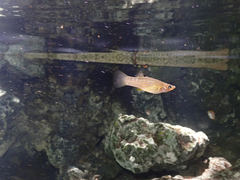 Poecilia orri