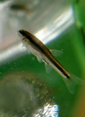 Rhinichthys atratulus