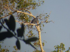 Gymnoderus foetidus