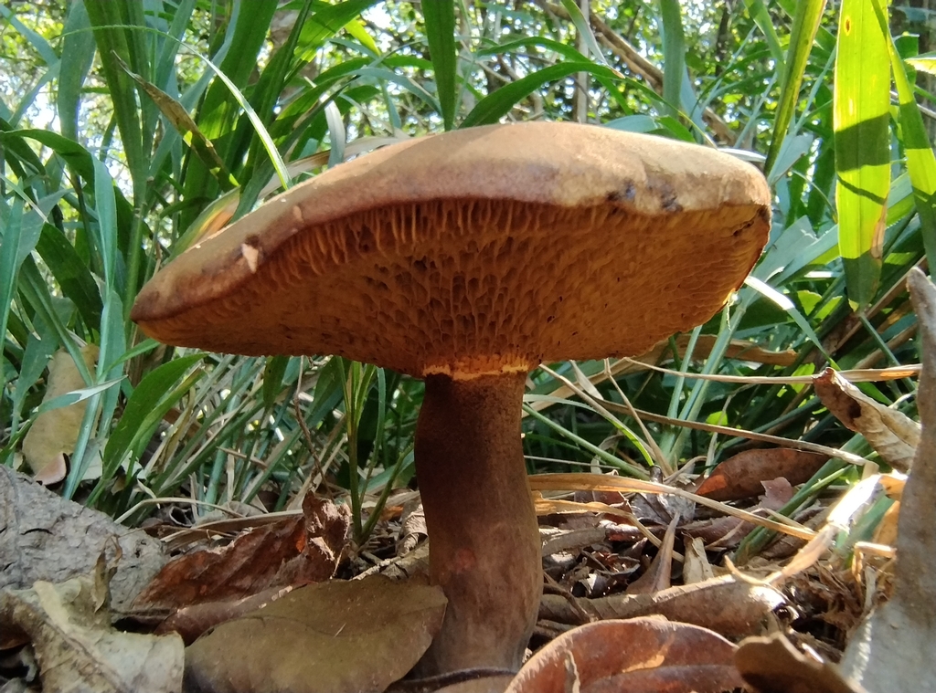 Boletinellus rompelii · April 2025 · photo: © rturba (iNaturalist, cc-by-nc)