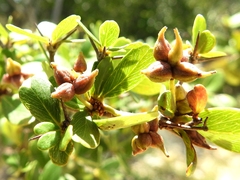 Terminalia molinetii