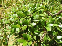 Terminalia molinetii