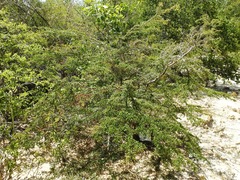 Terminalia molinetii