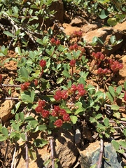 Ceanothus prostratus