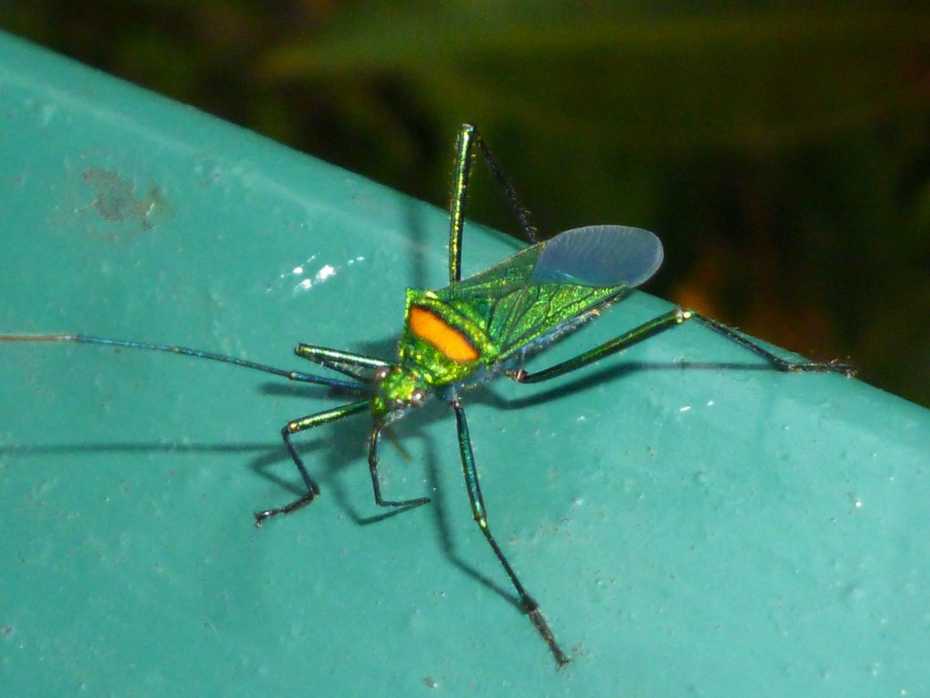 Phthiadema