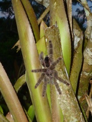 Avicularia juruensis