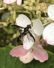 Pelecinobaccha costata