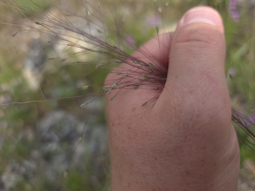 Image of Digitaria pubiflora by (c) Cleveland Powell, some rights reserved (CC BY)