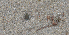 Cicindela oregona oregona