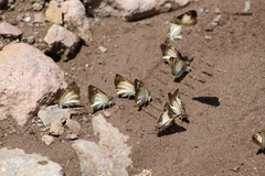 Antigonus emorsa