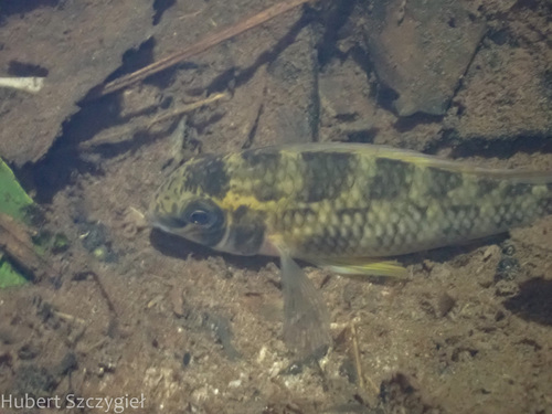Checkerboard cichlid (Crenicara punctulatum) — Cichlidae — 4