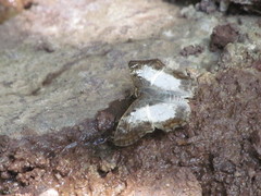 Antigonus emorsa
