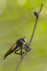 Promachus painteri