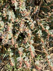 Euphorbia velleriflora