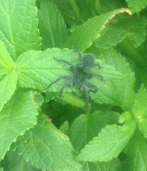 Pardosa groenlandica