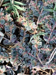 Euphorbia velleriflora