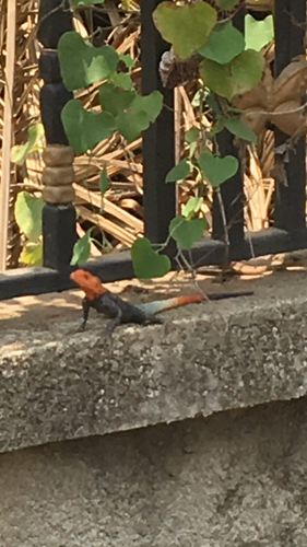 Rainbow Agama