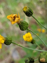Hieracium umbellatum umbellatum