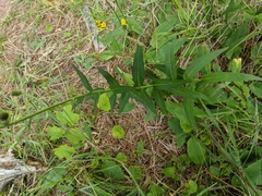 Hieracium umbellatum umbellatum