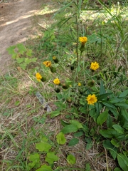 Hieracium umbellatum umbellatum
