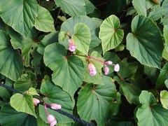 Begonia grandis