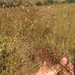 Eragrostis trichodes - Photo (c) Corey Lange, algunos derechos reservados (CC BY-NC), uploaded by Corey Lange