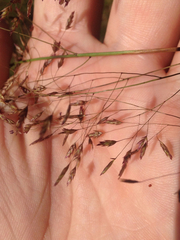 Eragrostis trichodes