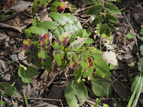 Mahonia nervosa