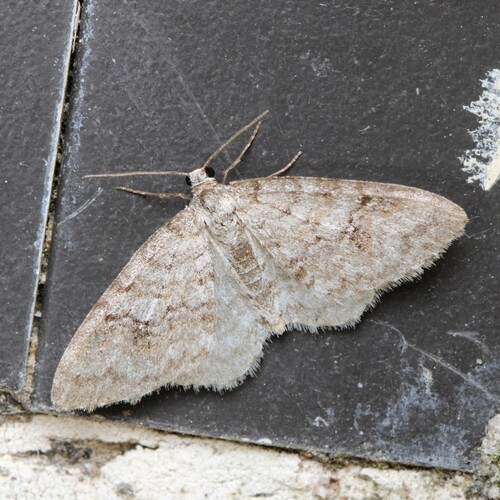 Brown-shaded Carpet Moth photo 5