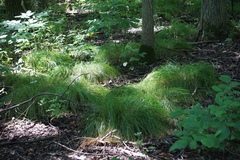 Carex bromoides