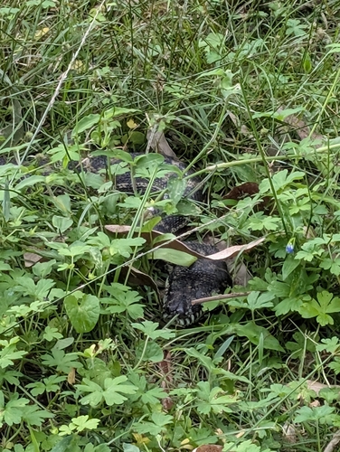 Coastal Carpet Python sighting