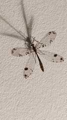 Dendroleon pantherinus