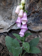 Digitalis mariana