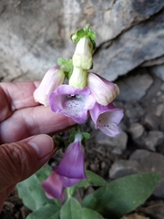 Digitalis mariana