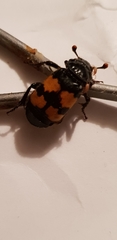 Nicrophorus investigator
