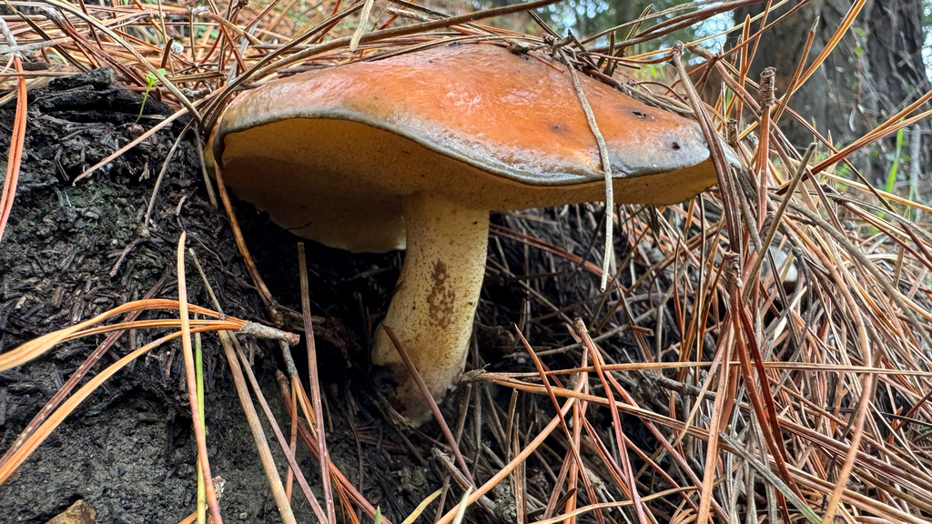 Suillus pungens · April 2025 · photo: © frankashwood (iNaturalist, cc-by)