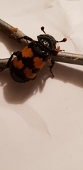 Nicrophorus investigator