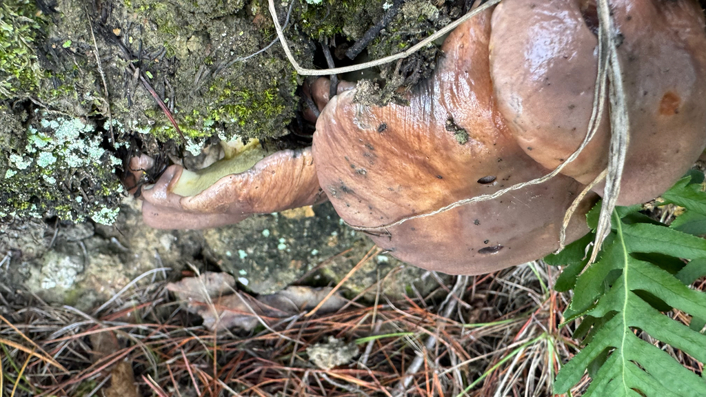 Suillus pungens · April 2025 · photo: © frankashwood (iNaturalist, cc-by)
