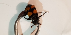 Nicrophorus investigator