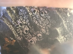 Pseudothelomma occidentale