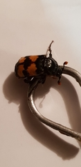 Nicrophorus investigator