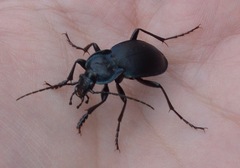 Carabus preslii