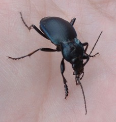 Carabus preslii